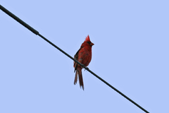 Cardinalis cardinalis superbus