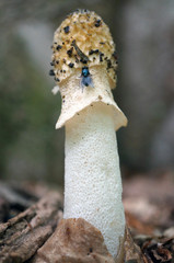 Phallus duplicatus
