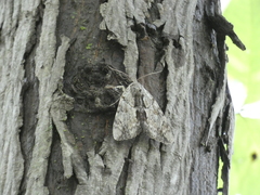 Catocala insolabilis
