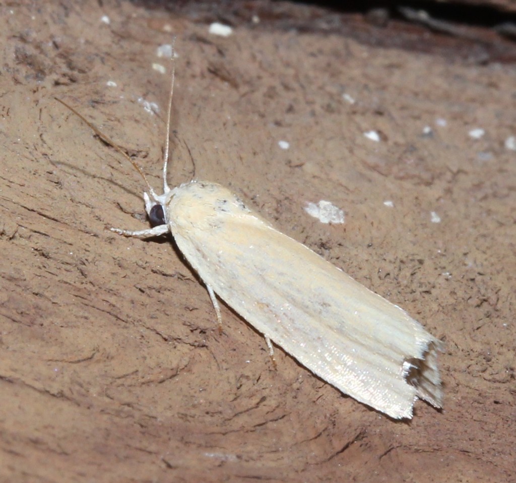 Earias chlorodes from Graceville Parks on August 08, 2021 at 08:24 PM ...