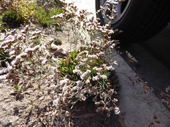 Limonium ramosissimum