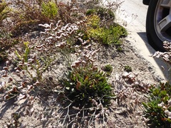 Limonium ramosissimum