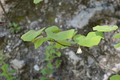 Styrax platanifolius