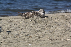 Larus