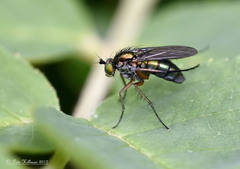 Dolichopus ungulatus