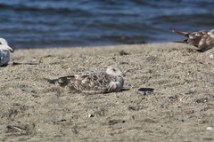 Larus