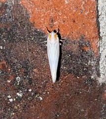 Neocenchrea heidemanni