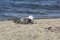 Larus