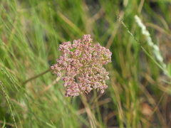 Harbouria trachypleura
