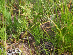 Harbouria trachypleura