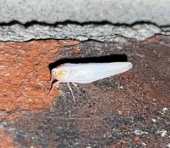 Neocenchrea heidemanni