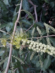 Combretum lanceolatum