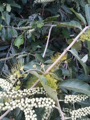 Combretum lanceolatum