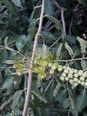 Combretum lanceolatum