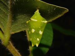Adoliadini