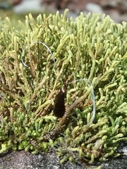 Adela caeruleella