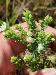 Rhopalomyia gemmaria