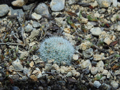 Mammillaria klissingiana