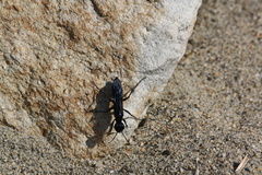 Chlorion aerarium