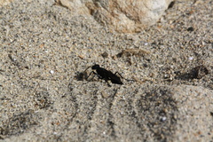 Chlorion aerarium
