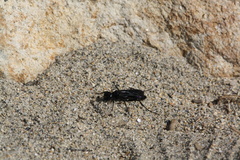 Chlorion aerarium