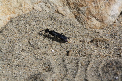 Chlorion aerarium
