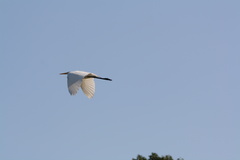 Ardea alba
