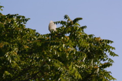 Ardea alba
