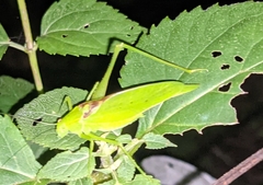 Amblycorypha rotundifolia