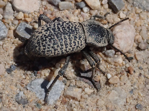 Black Death-feigning Beetle