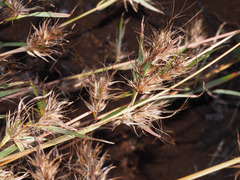 Themeda quadrivalvis