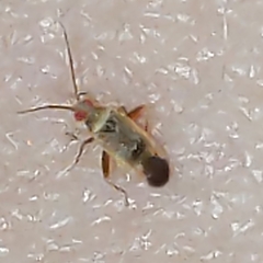 Parthenicus juniperi