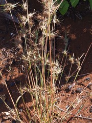 Themeda quadrivalvis