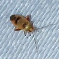 Parthenicus juniperi