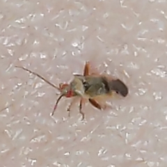 Parthenicus juniperi