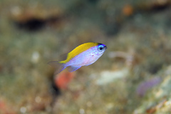 Chromis insolata