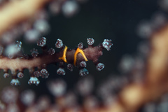 Ophiothela mirabilis