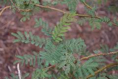 Erythrostemon gilliesii