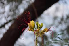 Erythrostemon gilliesii