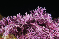 Stylaster roseus