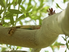 Urosaurus graciosus graciosus