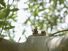 Urosaurus graciosus graciosus