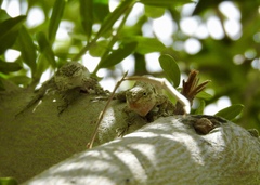 Urosaurus graciosus graciosus