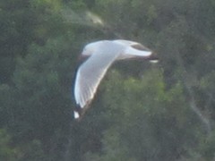 Chroicocephalus novaehollandiae novaehollandiae