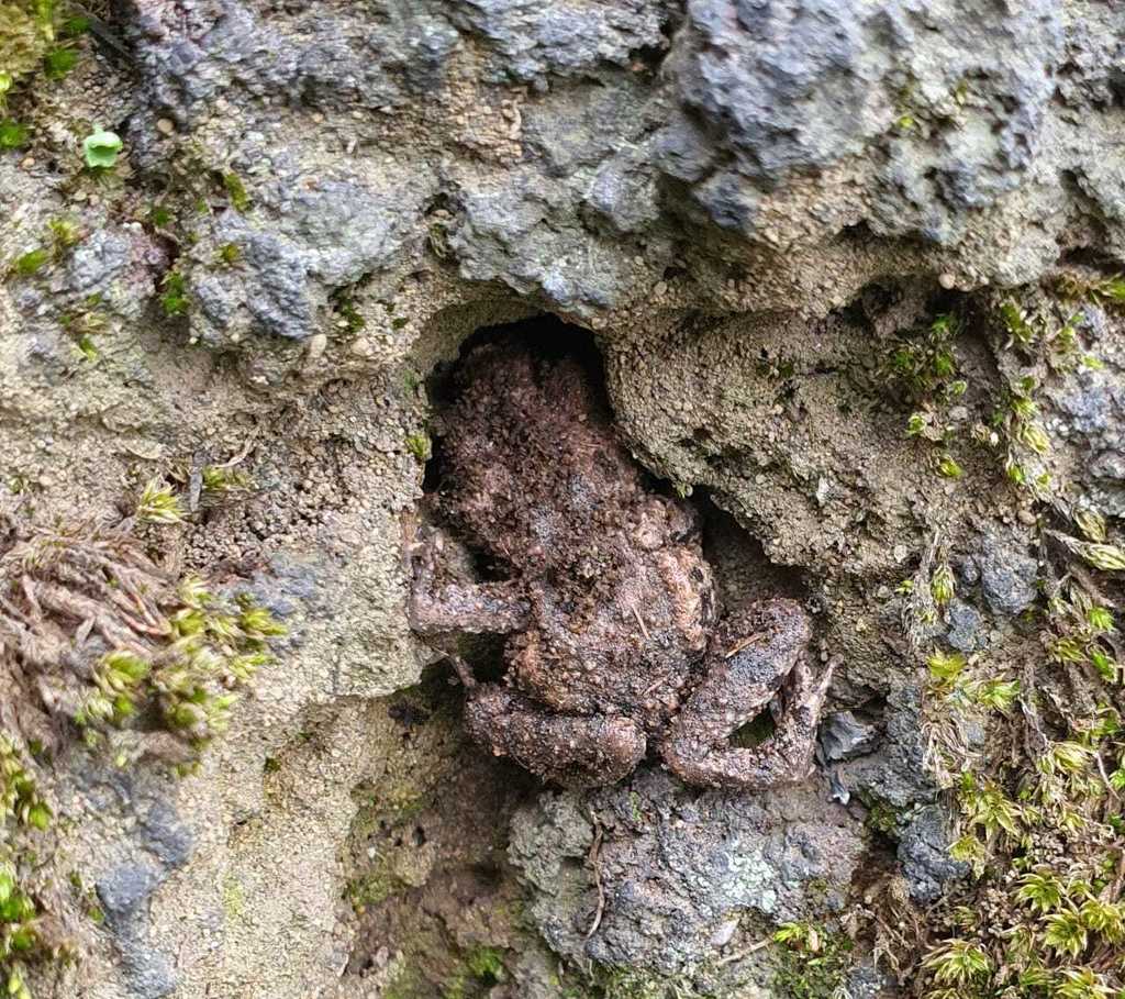 Eleutherodactylus grandis in July 2021 by SANTIAGO TEPALCATLALPAN