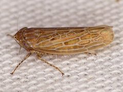 Amplicephalus osborni