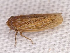 Amplicephalus osborni