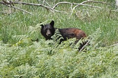 Ursus americanus amblyceps