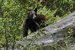 Ursus americanus amblyceps
