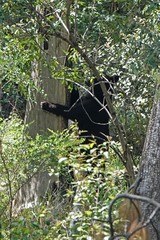 Ursus americanus amblyceps